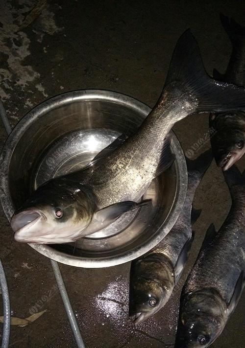 夜钓鲢鳙的低温技巧（冬日寒夜，捕获满满的鲢鳙乐趣）