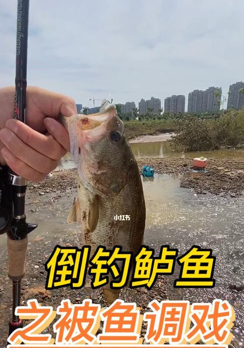 钓鱼技巧与地点（钓鱼技巧与地点选择的重要性）