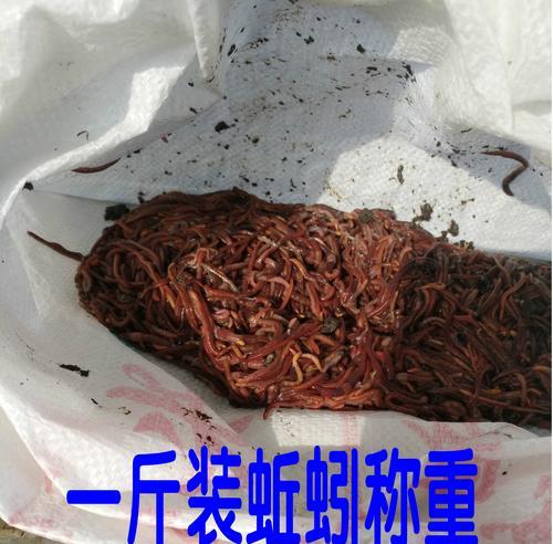 蚯蚓钓鱼技巧大揭秘（提高成功率的实用方法，让你成为钓鱼高手！）