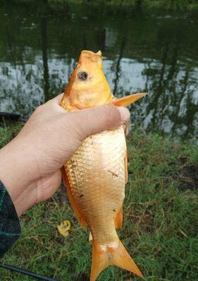 钓鱼技巧开饵新手教学（掌握开饵技巧，成为钓鱼高手）