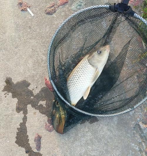 鲤鱼配料的钓鱼技巧（掌握鲤鱼钓鱼的关键配料，提升钓获成功率）