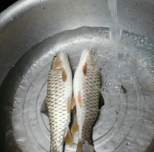 钓鱼技巧面筋做饵，野钓大鲤鱼（巧妙利用面筋，提升野钓大鲤鱼的成功率）