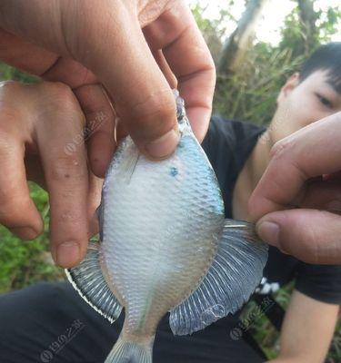 揭秘鳑鲏的钓鱼技巧与习性（钓鱼专家带你了解鳑鲏，成为钓鱼高手）