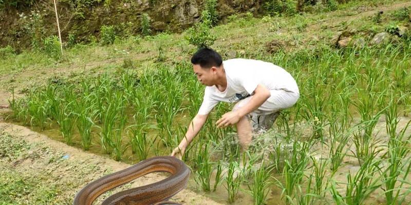 钓鱼技巧蚯蚓教学（掌握钓鱼技巧的关键-蚯蚓）