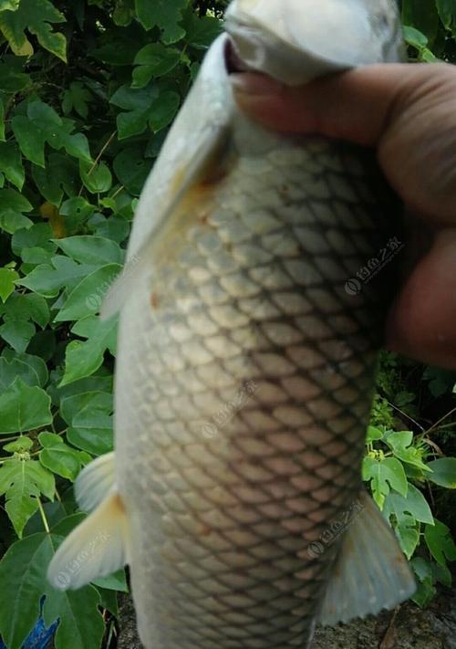 钓鱼拉饵技巧大揭秘（掌握这些技巧，让你的钓鱼成功率大幅提升！）