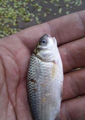 钓鱼拉饵技巧大揭秘（成功钓鱼的关键——掌握拉饵技巧）