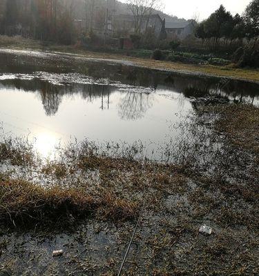 钓鱼老大爷传授野塘钓鲫鱼技巧（掌握绝技，享受丰收！）