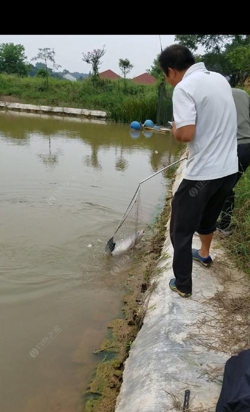 钓鱼切线的方法和技巧（钓鱼切线技巧大揭秘，轻松抓住大鱼！）