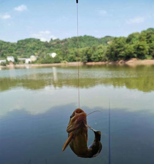 河流钓鱼野钓技巧大揭秘（掌握精湛技巧，让你的野钓之旅更加丰富多彩！）