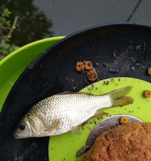 钓鱼技巧与鱼饵选择（掌握正确的技巧，选择适宜的鱼饵，提高钓鱼效果）