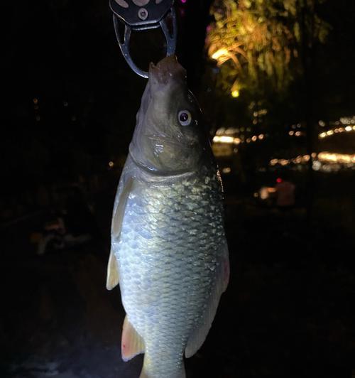 冬季大河夜钓野钓鲤鱼技巧（钓鲤鱼秘籍）