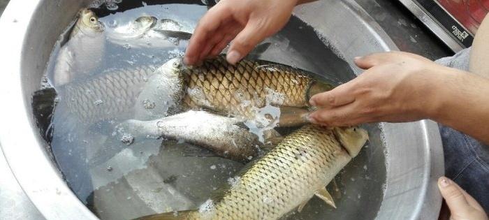 冬季大棚钓鱼技巧（打造出色草鱼饵料）