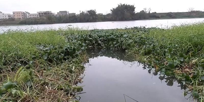 冬季单线单钩调漂钓鱼技巧（钓鱼技巧让你在冬季轻松钓获丰收）