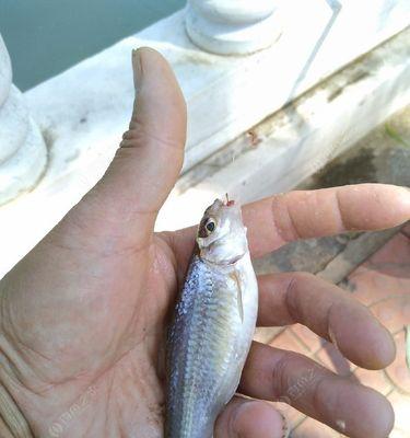 冬季钓浮鱼的技巧（冬季钓浮鱼）