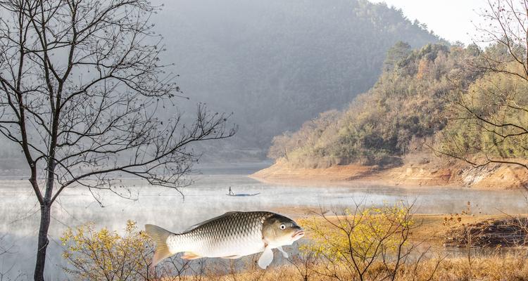 冬季钓鱼鲤鱼技巧（掌握冬季钓鱼鲤鱼的秘诀）