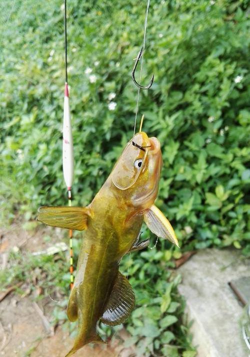 冬季钓鱼蚯蚓穿钩技巧（寒冬里的鱼饵秘籍）