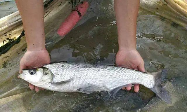 冬季浮游矶钓钓黑鲷技巧（冬季浮游矶钓黑鲷的战术和技巧）