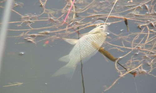 冬季海竿野钓鲫鱼的技巧与方法（冬季海竿野钓鲫鱼）