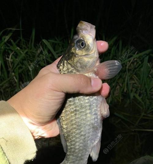 冬季黑坑夜钓鲫鱼技巧与方法（寒冷季节如何在黑坑夜晚成功钓到鲫鱼）