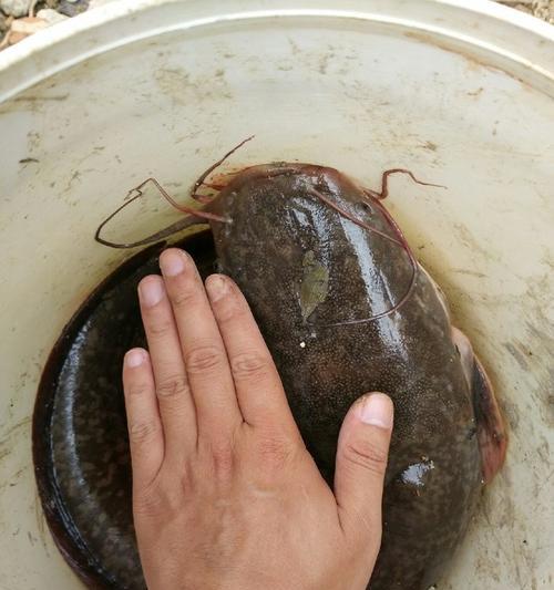 冬季流水钓鲶鱼的技巧与技巧（冬季流水钓鲶鱼的成功秘诀与经验分享）