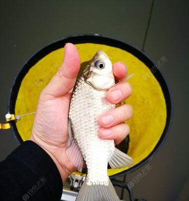 冬季流水河钓鲤鱼技巧（冬季流水河钓鲤鱼技巧大揭秘）