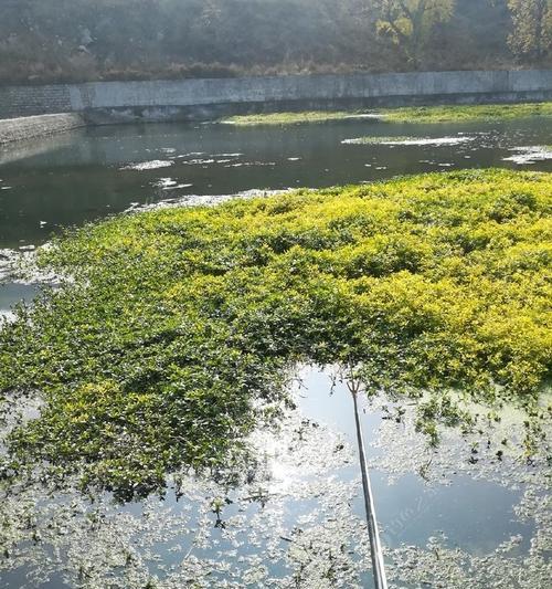 冬季流水钓鲫鱼的调漂技巧（流水钓鲫鱼技巧分享）