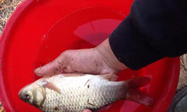 冬季钓鱼的饵料和技巧（寒冷冬天也能享受钓鱼的乐趣）