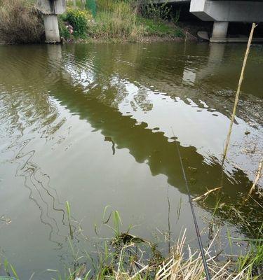 豆浆渣钓鱼技巧与方法（如何利用豆浆渣钓到更多的鱼）