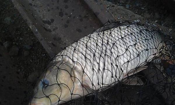 肥水野钓鲤鱼技巧（掌握关键技巧）