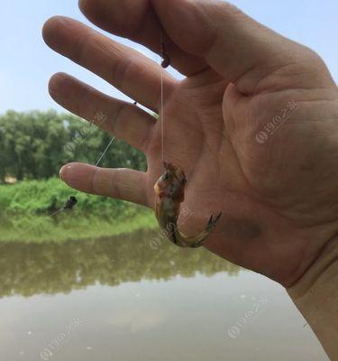 汾水野钓技巧与方法（探寻汾水钓鱼的窍门和技术要点）