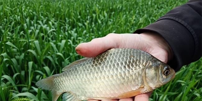 浮草处野钓鲤鱼的技巧与方法（钓鲤鱼必备）