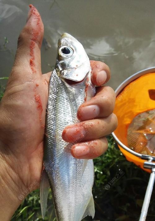 浮饵钓翘嘴的技巧与手法（掌握钓鱼技巧）