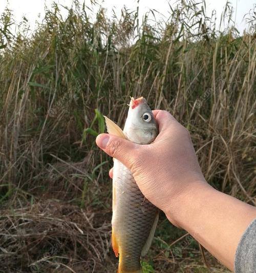 浮漂钓鲤鱼技巧（掌握浮漂钓鲤鱼的秘诀）