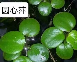 浮萍草钓鱼技巧与方法（优化你的钓鱼经验）