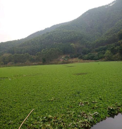 浮萍池塘钓鱼技巧教程（掌握技巧）