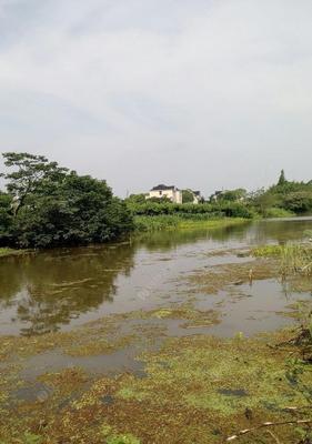 浮萍池塘钓鱼技巧教程（掌握技巧）