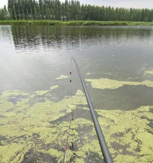 探秘浮萍钓鱼的技巧与窍门（解密浮萍钓鱼的捕鱼技术）