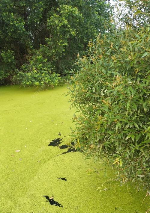 浮萍洞钓鲫鱼的技巧与方法（掌握鲫鱼喜欢的浮萍洞）