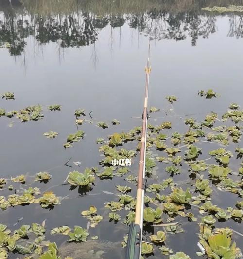 挂爆炸钓鱼饵埋钓技巧（提高钓鱼成功率的秘诀）