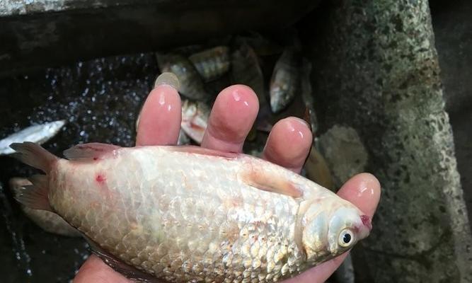 挂饵野钓大罗非鱼的技巧（掌握关键技巧）