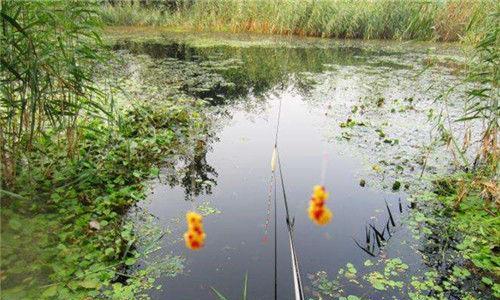 观音湖钓鱼技巧（探秘观音湖）