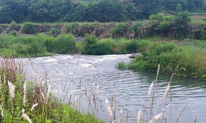 观音湖钓鱼实战技巧教学（湖钓技巧）