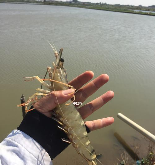 广东南沙咸淡水钓鱼技巧（南沙咸淡水钓鱼的关键）