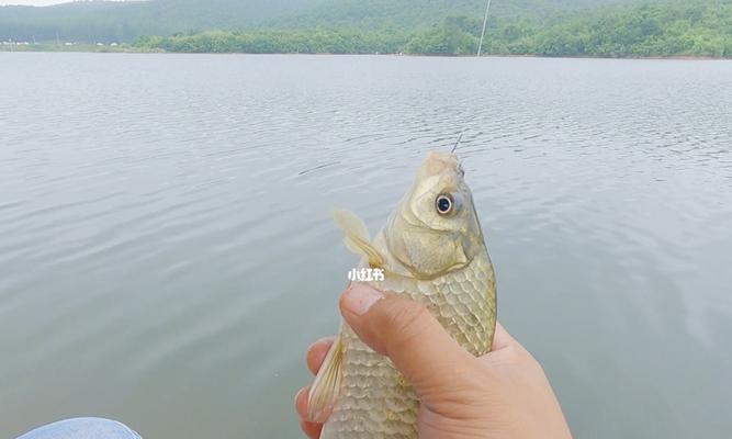 广州冬天钓鱼技巧（解析广州冬季钓鱼的技巧与要点）