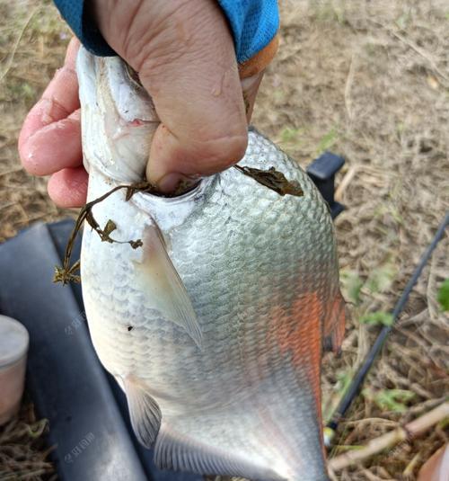 过河钓野钓技巧与方法（探索江河湖泊之中的秘密钓点）