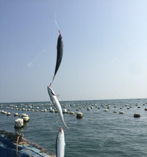 海边垂钓技巧教程（轻松掌握）