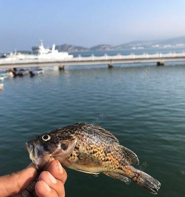 海边大桥钓鱼技巧教程（提高钓鱼成功率的关键技巧）