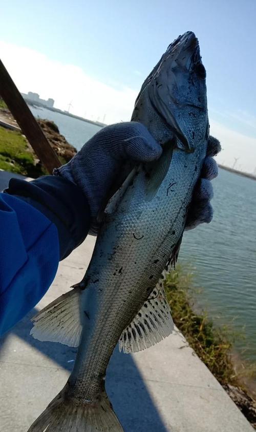 海边钓鱼的技巧与方法（掌握海竿的关键）