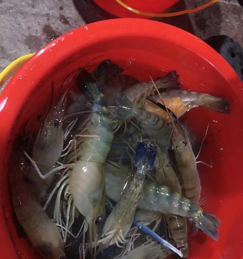 海边码头钓鱼技巧之挂死虾法（用挂死虾法在海边码头钓鱼）