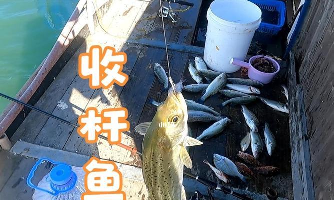 活虾钓鱼技巧——海边捕鱼的秘密（从选饵到出勤）